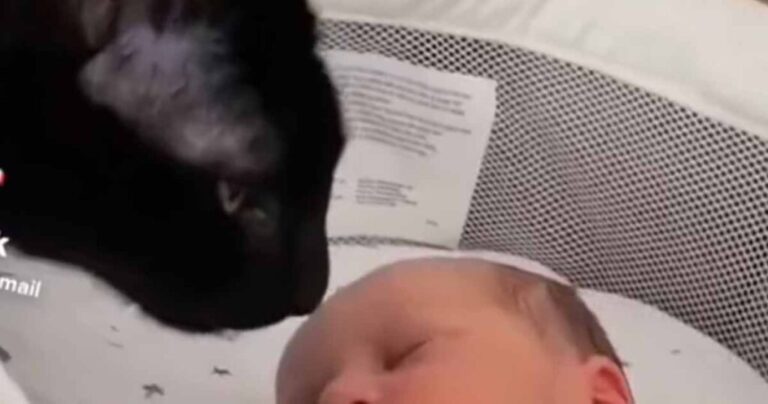 Kočka se posadila ke kolébce a namířila tlapku přímo na novorozeně. Tato nahrávka si získala miliony fanoušků!
