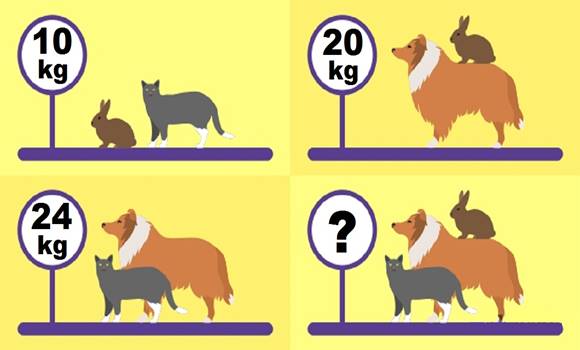 9 z 10 lidí nezná správnou odpověď! Víte, kolik kilo váží zvířata celkem?