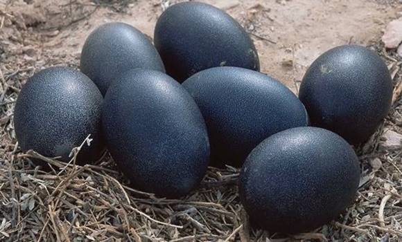 Na farmě našel tajemné černé vejce. Nebudete věřit svým očím, co se z nich vylíhlo! 