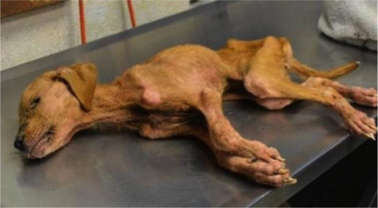 Pes byl zachráněn před jistou smrtí: Neuvěříte, jak se svým novým majitelům odvděčil!
