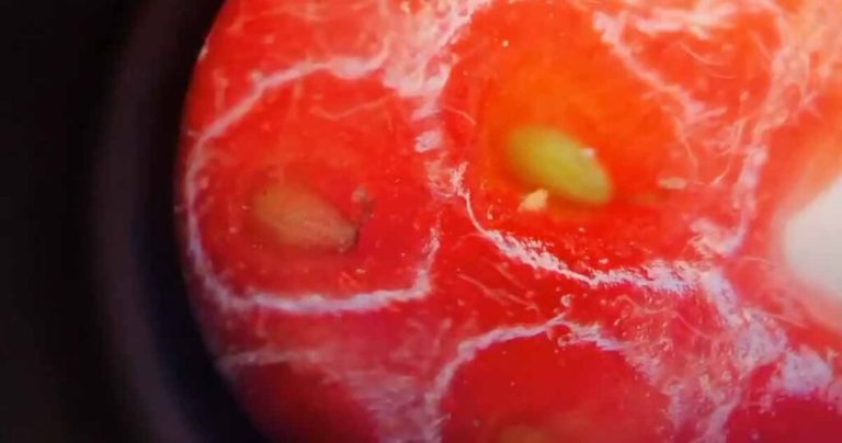 Zkontrolovala jahody pod mikroskopem. Uživatelé internetu jsou šokováni – už je nikdy nebudu jíst!