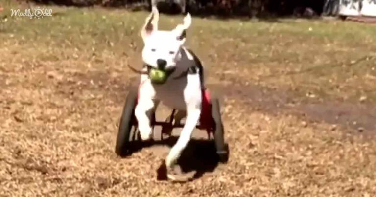 Ochrnuté štěně neúnavně běhá na svém novém invalidním vozíku s neskutečnou radostí.