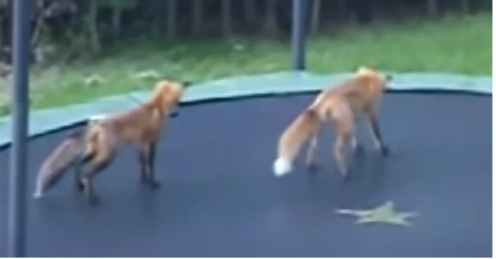 Dvě lišky se vplíží na rodinnou trampolínu – o pár vteřin později se všichni začnou smát!