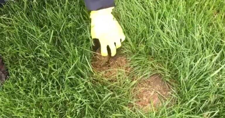 Pokud na trávě uvidíte tuto hnědou skvrnu, měli byste ustoupit a zavolat pomoc!