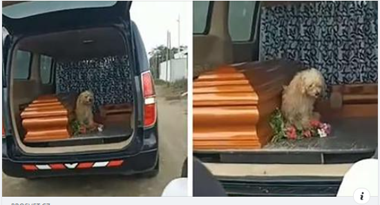 Dojemný příběh, který nenechá nikoho chladným! Smutný pes odmítá na pohřbu opustit majitelovu rakev, zůstává s ním i po smrti