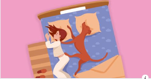 Pes v posteli: Důvody proč byste ho neměli vyhazovat z postele