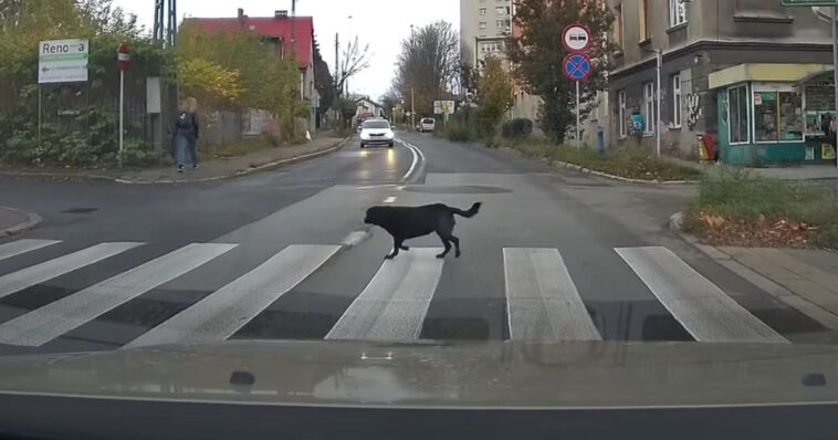 Takto se pes choval na přechodu pro chodce – je chytřejší než mnoho lidí