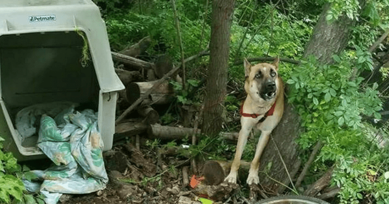 Šokujcí pohled: Pes byl nalezen v lese se zlomenou nohou, byly mu provedeny hrozné věci