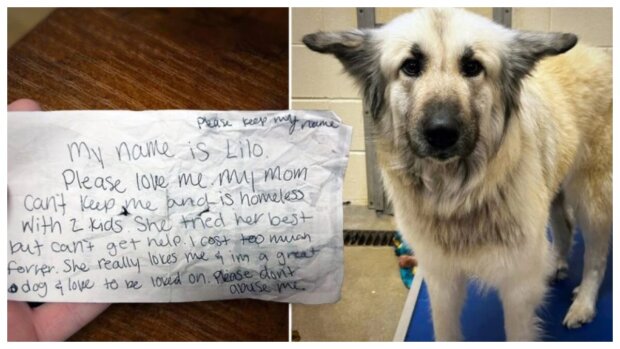 Nalezen opuštěný pes s dojemnou zprávou od majitelky, díky sociálním médiím se opět setkal s rodinou