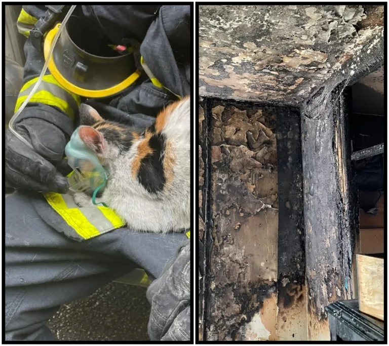 Zázrak v ohni: Stateční hasiči zachraňují dvě kočky i člověka v požáru!