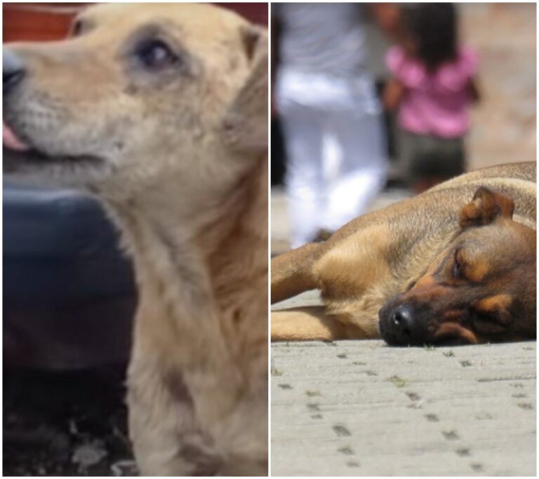 Od zanedbaní a opuštění k lásce a naději: Příběh neuvěřitelného přátelství psů.