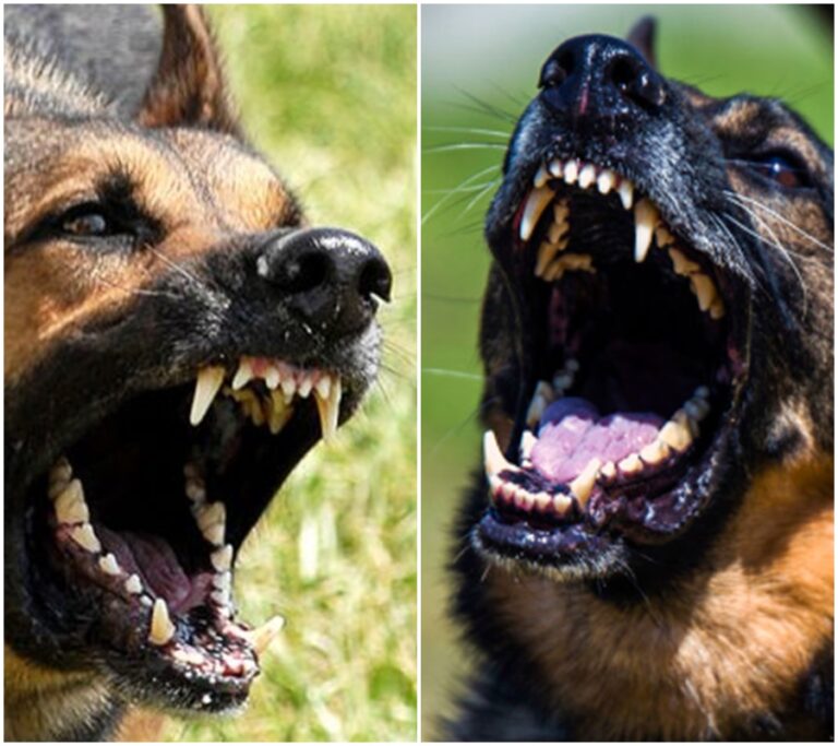 Když váš pes útočí na lidi: Co dělat a jak předejít nebezpečným situacím.