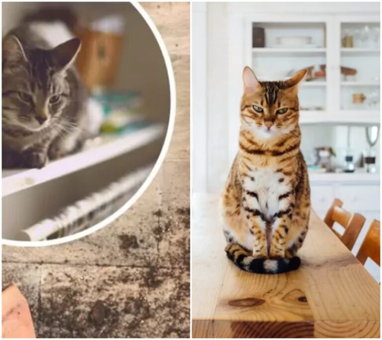 Vyřešte kočičí tajemství: Proč vaše kočka shazuje všechno z nábytku? Neuvěříte, co jsme objevili!