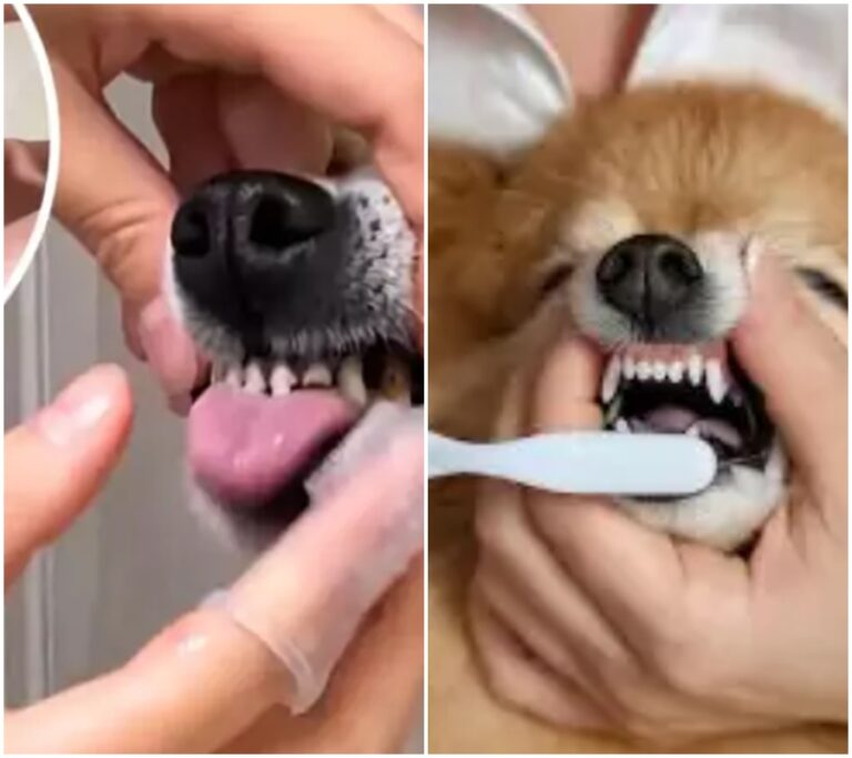 Varování majitelům psů: Zuby vašeho mazlíčka mohou být v nebezpečí! Zjistěte, jak připravit domácí pastu na zuby a chránit zdraví svého psa!