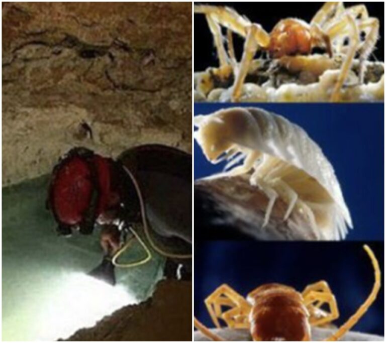 Už jste slyšeli o Movile-Höhle? Podzemní tajemství plné nových druhů zvířat a bakterií přežívajících v extrémních podmínkách vás ohromí!