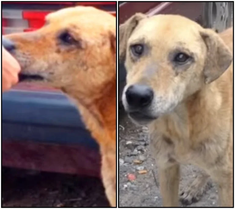 Příběh neuvěřitelného přátelství mezi dvěma opuštěnými psy, kteří nalezli naději díky zachraňovací organizaci.