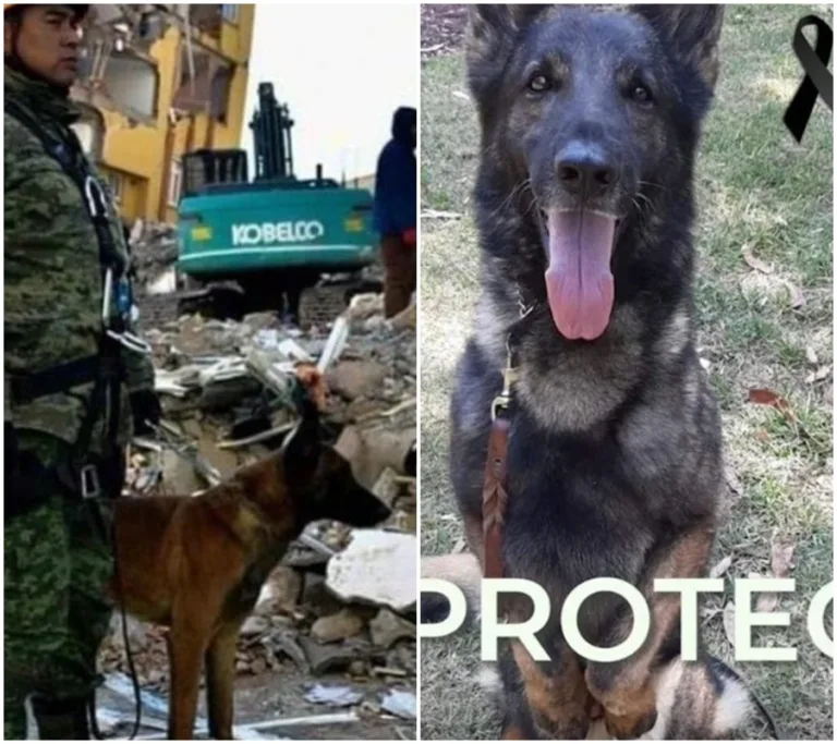 Naplněni odvahou a obětavostí: Záchranářští psi riskují své životy pro zachránění lidí v katastrofách