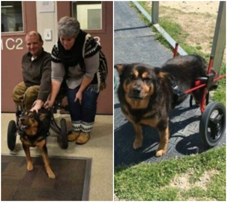 Příběh psa, který byl vrácen čtyřikrát do útulku, ale nakonec našel novou rodinu, která mu změnila život!