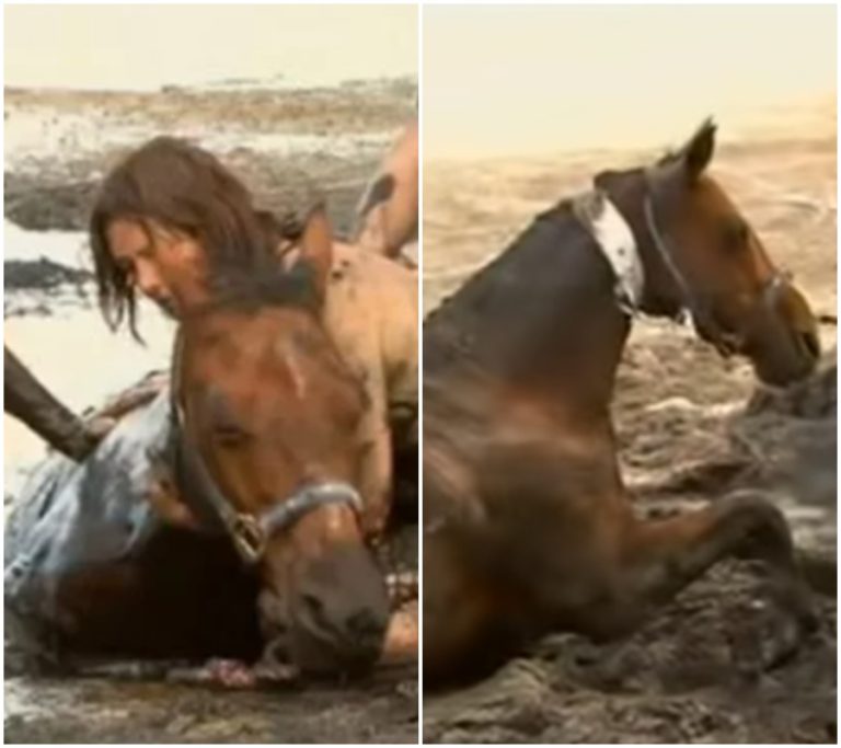 Bezohledná žena nechala koně utonout v bažině! Jak dlouho to trvalo, než ho někdo konečně zachránil?