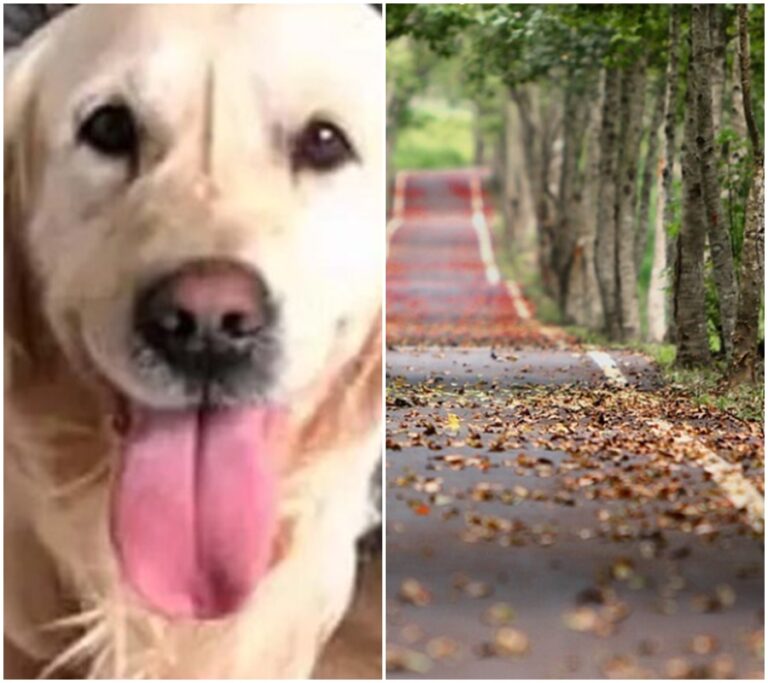 Tento pes ušel 64 km, aby se vrátil ke svým majitelům. Co ho vedlo k takovému odhodlání? Přečtěte si neuvěřitelný příběh!