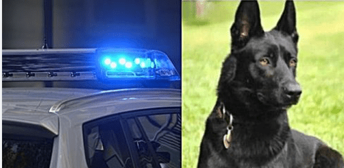 Dnes ráno: Tři agresivní muži napadli policistu nožem. Po chvíli se jako zázrakem objevil policejní pes, který svého lidského parťáka zachránil.