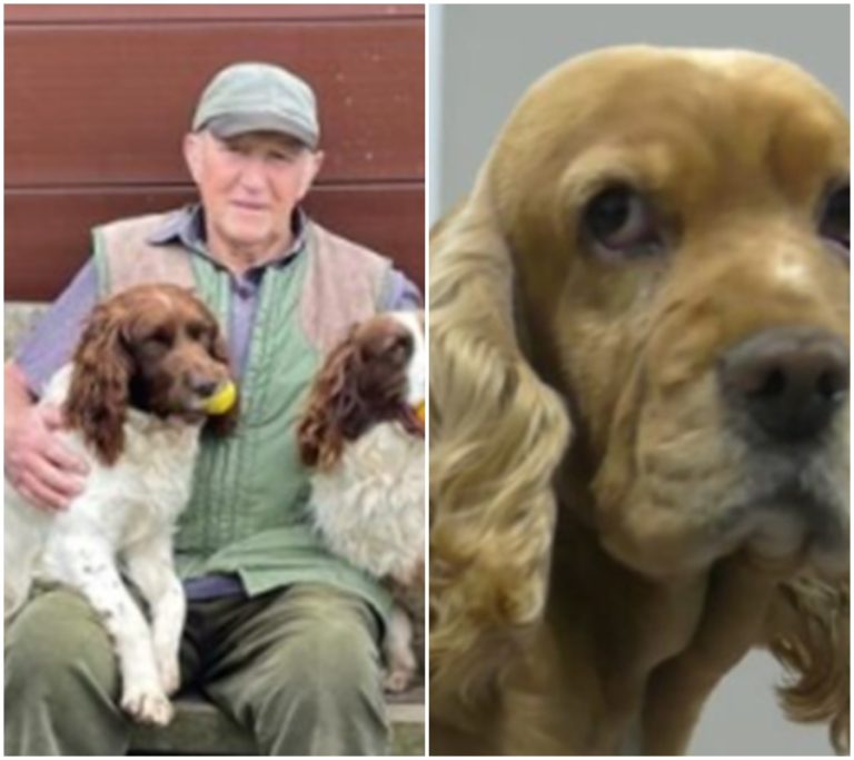 TOHLE NEVYMYSLÍŠ!: Zázrak po odcizení: Důchodcův pes se po třech měsících vrátil díky nečekanému telefonátu