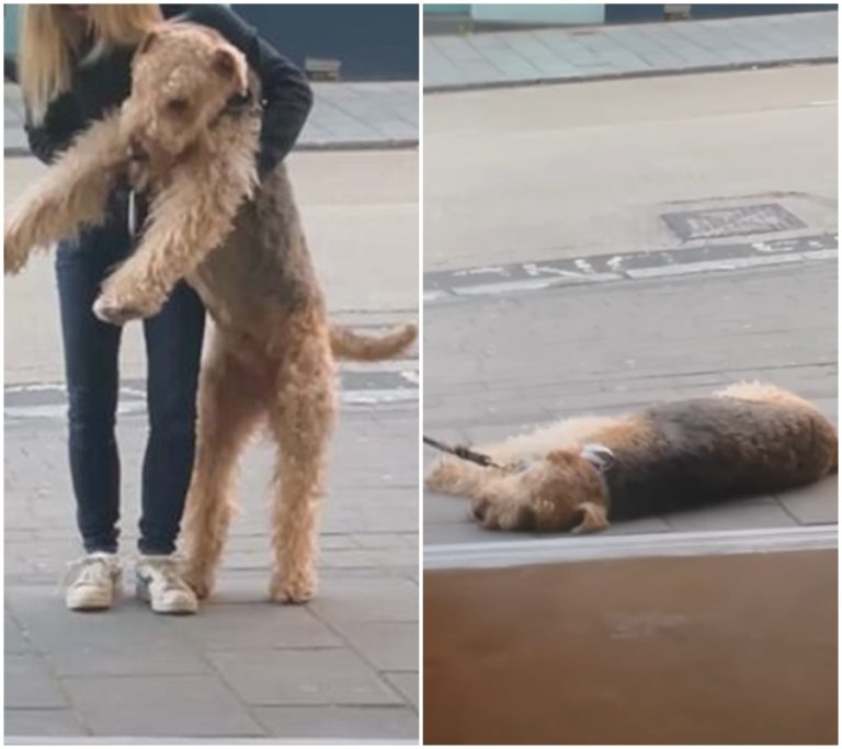 Skandální příběh: Pes neúprosně bojuje o vstup do baru! Video, které otřásá internetem.