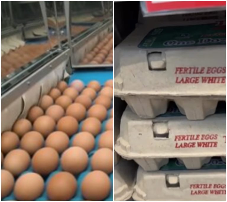 Záhadný obrat: Žena neotevřela vejce ze supermarketu a po chvíli odhalila, co se uvnitř skrývalo! Přečtěte si podrobnosti této neuvěřitelné události.