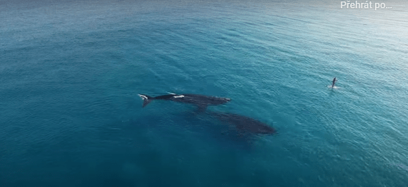 Páni! Velryby zahlédly osamělého člověka na moři. Co se stalo pak, vás ohromí!