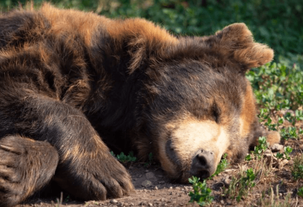 Nebezpečný souboj v přírodě: Muž se psem čelí medvědovi, lesník v Drienovu sáhl také po zbrani
