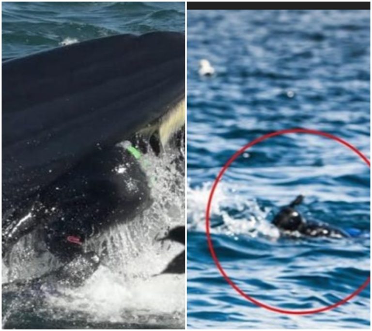 Tma, bolest a nepopsatelný boj o život: Potápěč pohltila velryba!
