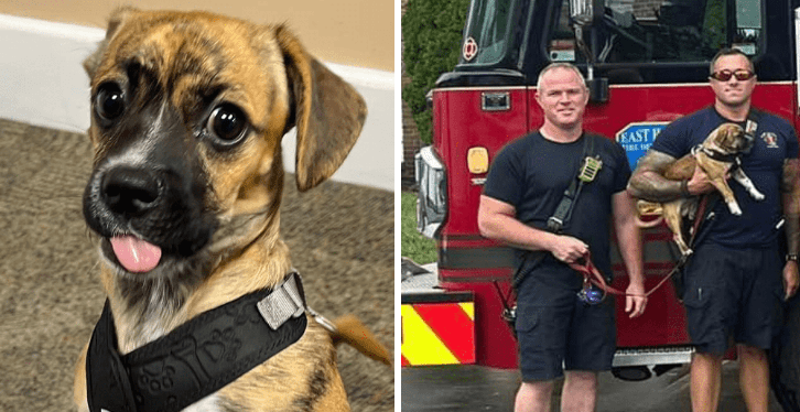 Hasiči zachraňují štěně z rozpáleného auta s teplotou 122 stupňů a posléze ho adoptují: Náš nový statečný přítel