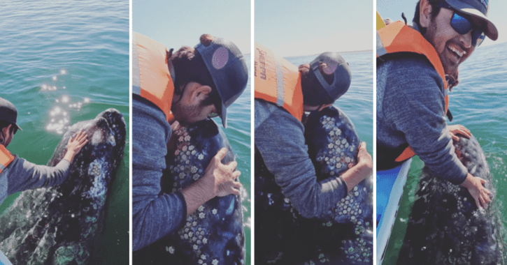 Velryba se radostí „rozezpívá“, když ji muž zahrne objetími a polibky ve videu: Nezapomenutelný okamžik změny života