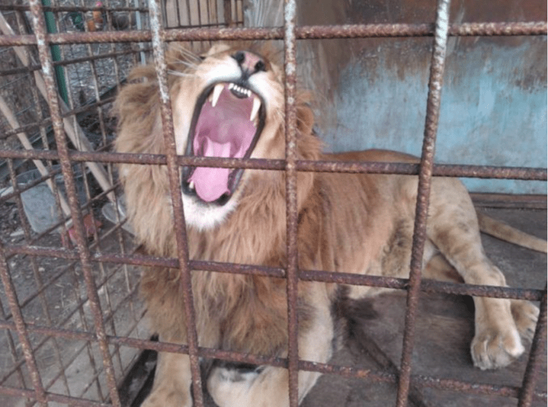 Smrtelný útok lva v minizoo: Majitel zemřel, záchranáři nemohli pomoci. Co se ale dělo pak?!