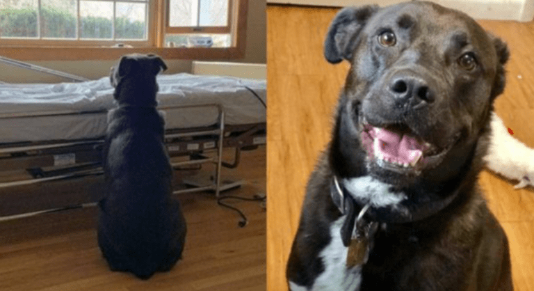 Smutné: Věrný pes čeká u nemocničního lůžka, aniž by tušil, že jeho majitel se již nikdy nevrátí…