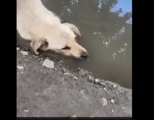 Prozření naděje: Osamělý ztracený pes volá o pomoc v bahnitém kraji. Proč mu nikdo nepomohl?