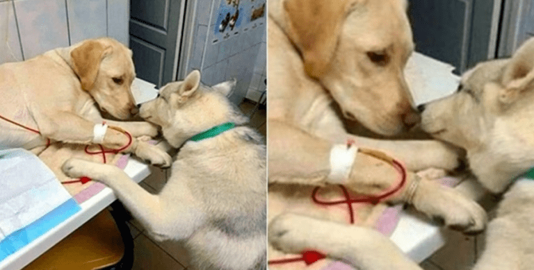 Tento labrador trpěl v veterinární klinice, ale jeden mimořádný pes udělal něco, co vás ohromí.