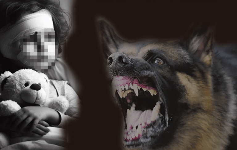 Dramatický incident v Lanžhotě: Policejní pes zaútočil na čtyřletou dívku během pátrání po uprchlém převaděči migrantů