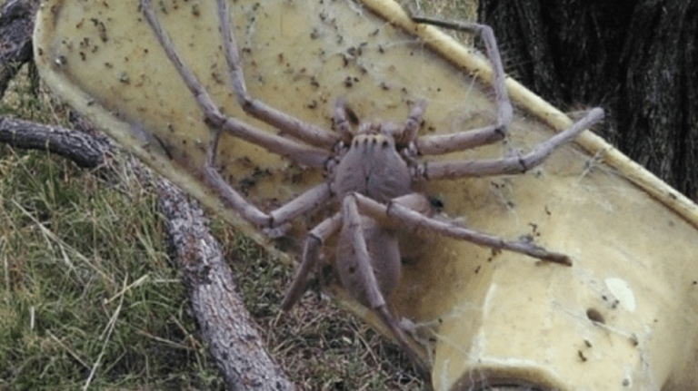 Je možné, že utekl největší pavouk na planetě. Kde se pohyboval naposledy?