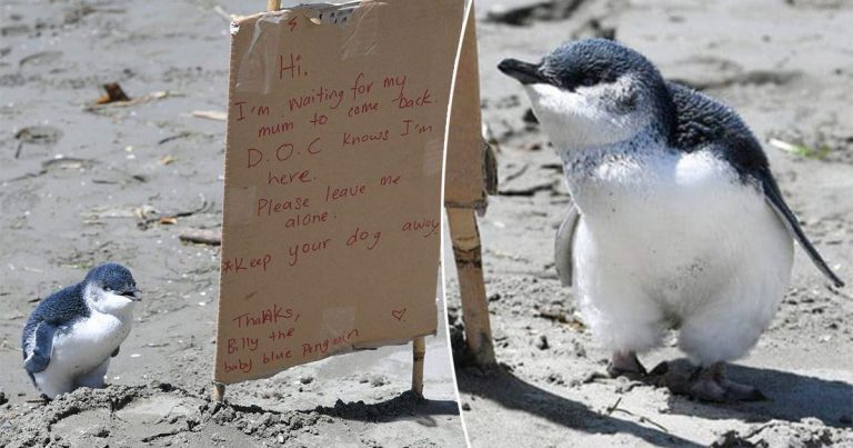 Tento příběh vás dostane! Odvážný tučňák hledá svou mámu