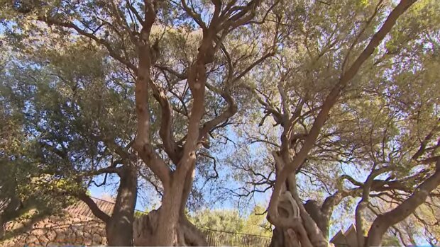5000 let starý strom: Živý příběh v časové kapsli a adaptace na změnu klimatu