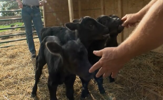 Zázrak na farmě: Mimořádné narození čtyřčat krávy s neuvěřitelnou šancí na přežití!