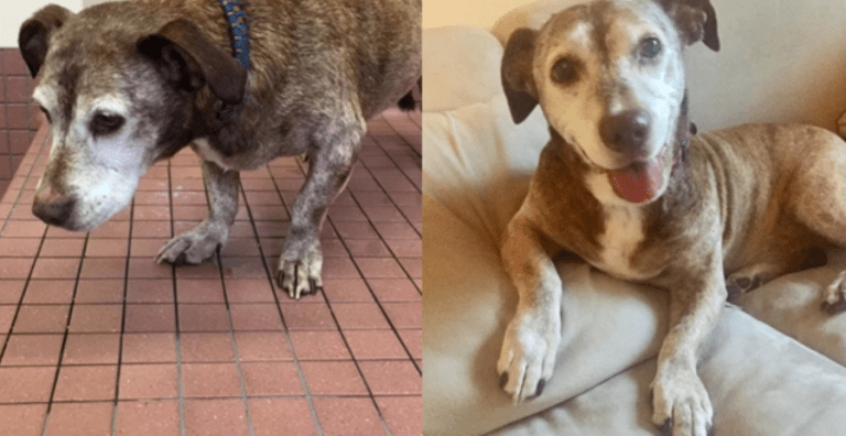 Po 11 letech na ulici našel starý a hluchý pes svůj domov. Kdo se ho ujal?