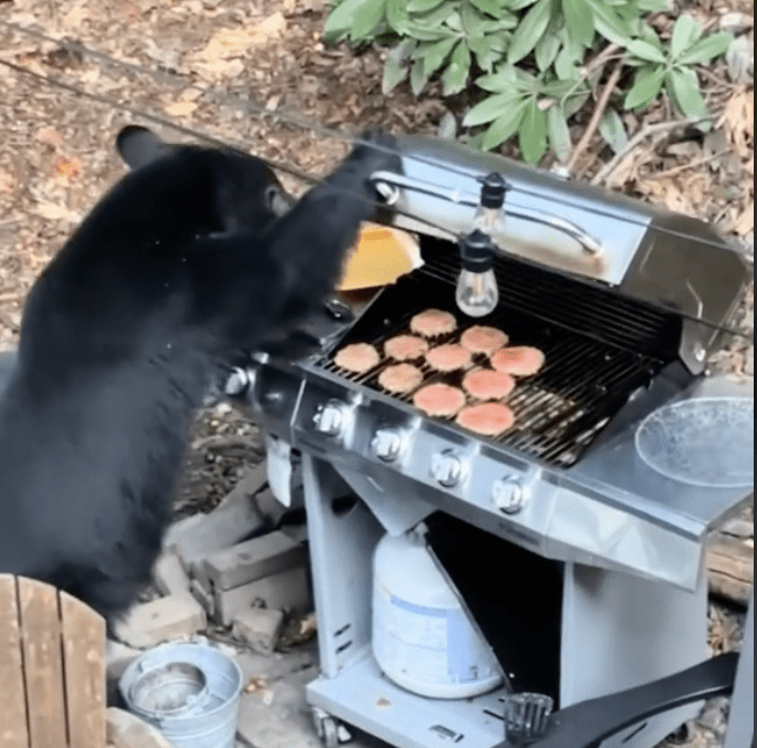 Nečekaný host na grilovačce: Černý medvěd se s chutí pustí do 10 grilovaných hamburgerů a zapije to dietní colou!“
