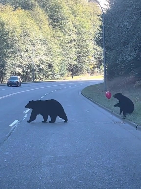 Neuvěřitelný moment: Medvědí mládě se baví s červeným balónkem při přechodu ulice!