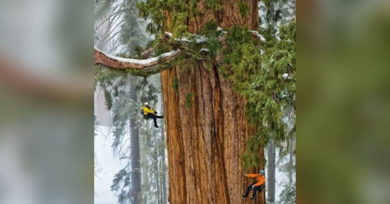 Neuvěřitelný Obřík: Jeden z nejstarších stromů na světě. Tak masivní, že se nevejde na jeden snímek!