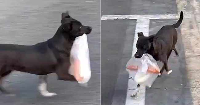 Desetiletá věrnost: Pes, který denně putuje do obchodu pro snídani pro svou milovanou paničku!