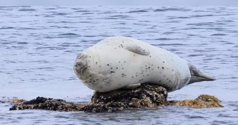 Spící tuleň v jógové pozici: Ohromující snímek zachycený japonským fotografem