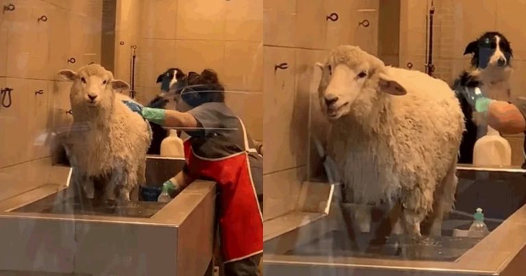 Franchesca: Neobvyklá ovce, která zpříjemňuje návštěvy kadeřnictví a baví kolemjdoucí svými zvuky!