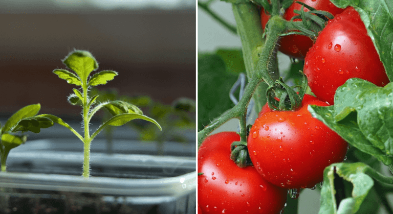 Dávejte pozor na toto! Proč se nevyplatí vysévat semena rajčat z obchodu? Odborník radí!